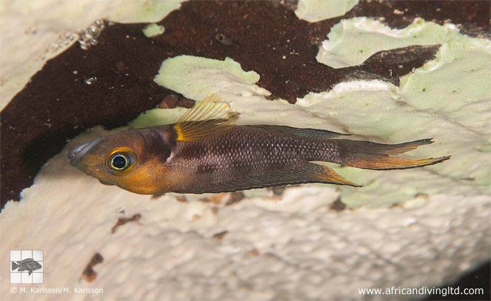 Neolamprologus furcifer 'Molwe'